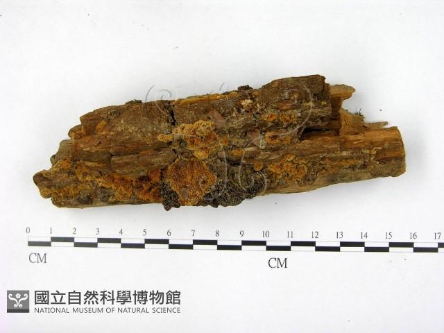 木層孔菌屬藏品圖，第3張