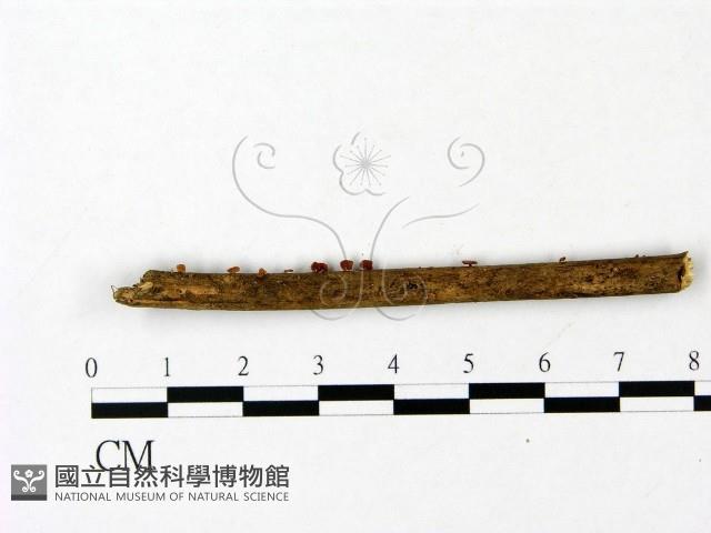 登錄號:F0023081藏品圖，第3張