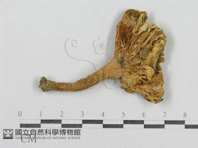 登錄號:F0013081藏品圖，第3張