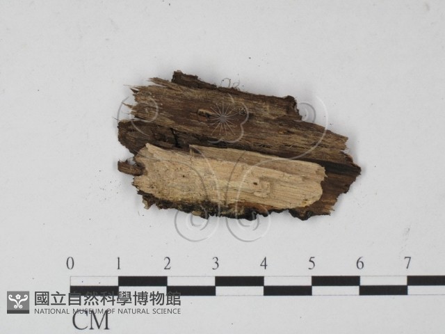 登錄號:F0010381藏品圖，第3張
