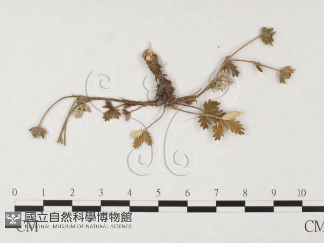 登錄號:F0026381藏品圖，第1張