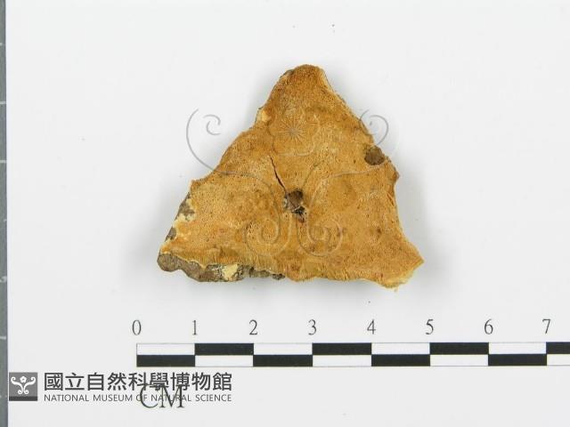 登錄號:F0006381藏品圖，第3張