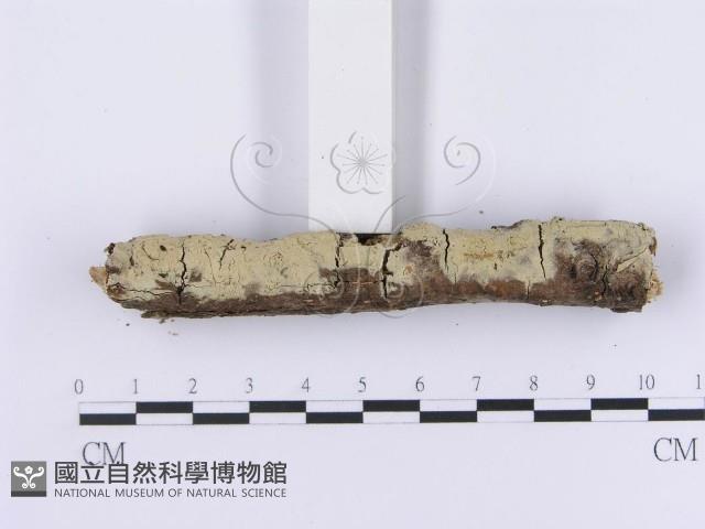 登錄號:F0001381藏品圖，第3張