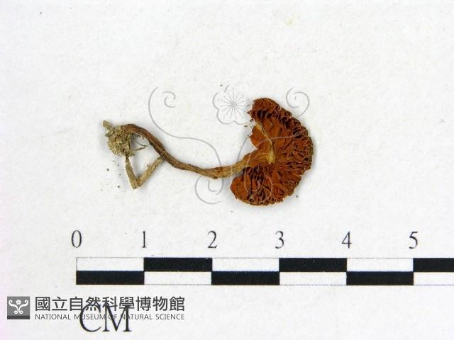 登錄號:F0004381藏品圖，第3張
