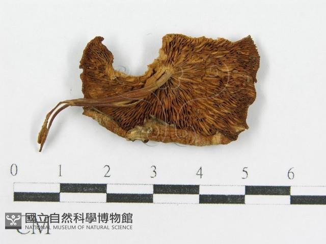 登錄號:F0014381藏品圖，第3張