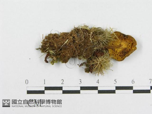 登錄號:F0012381藏品圖，第3張