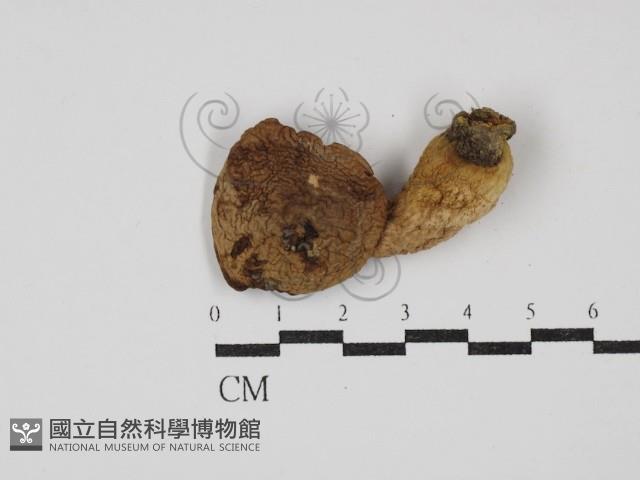 登錄號:F0027381藏品圖，第3張