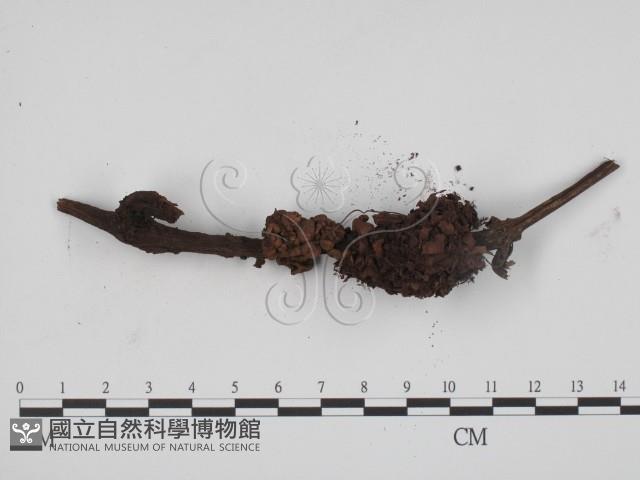 黑粉菌屬藏品圖，第3張