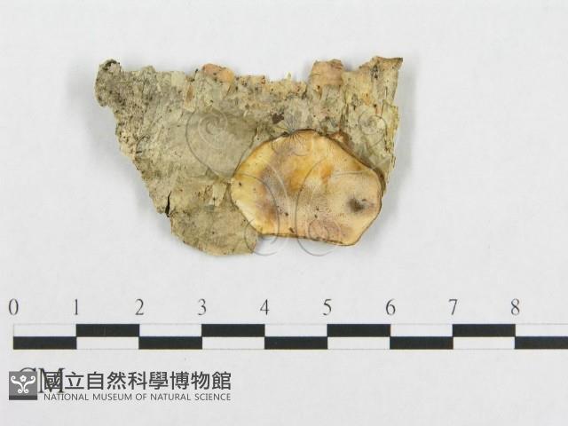登錄號:F0017381藏品圖，第1張