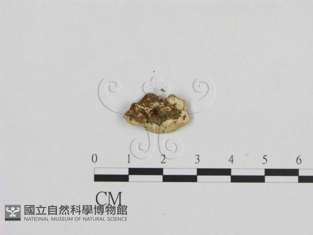 登錄號:F0009381藏品圖，第3張