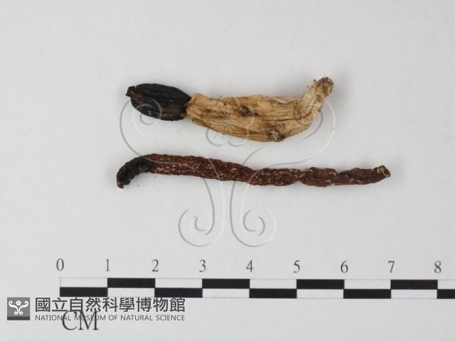 登錄號:F0023381藏品圖，第3張