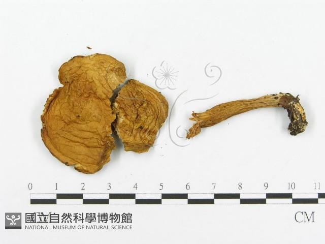 登錄號:F0003381藏品圖，第3張