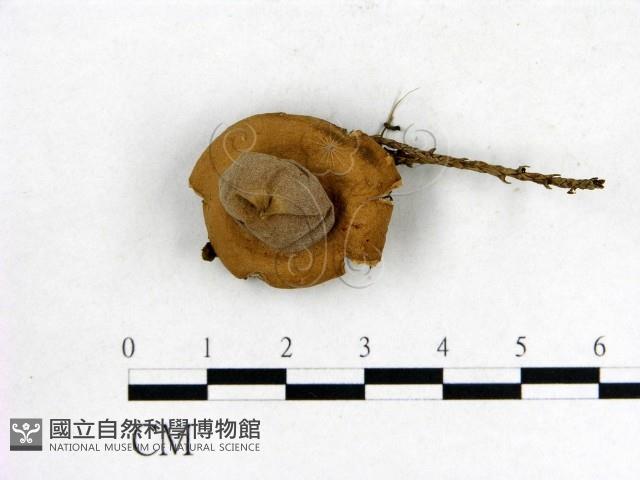 登錄號:F0013381藏品圖，第3張