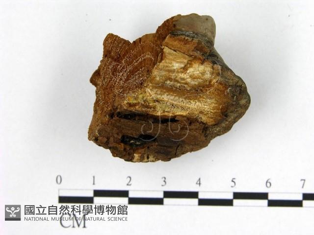登錄號:F0006204藏品圖，第3張