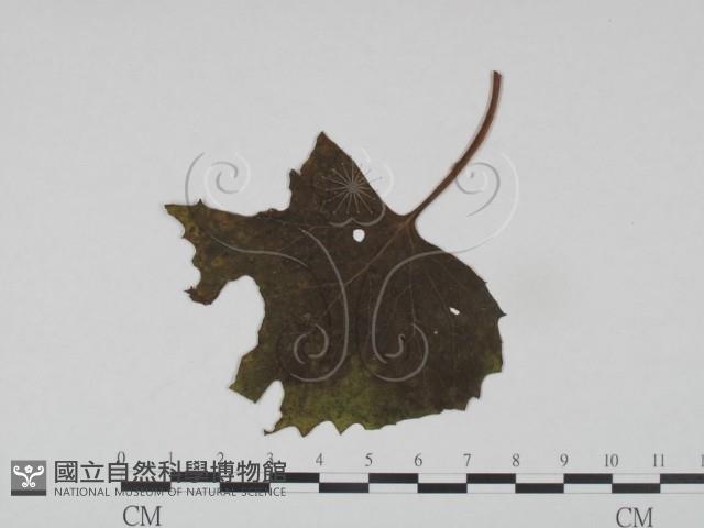 登錄號:F0019204藏品圖，第3張