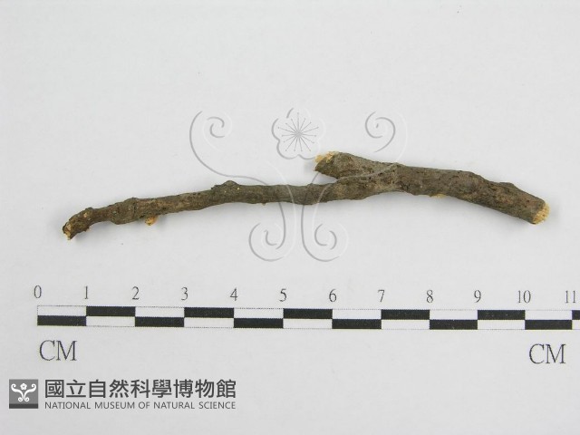 微皮傘屬藏品圖，第3張
