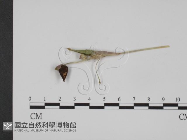 登錄號:F0009404藏品圖，第3張