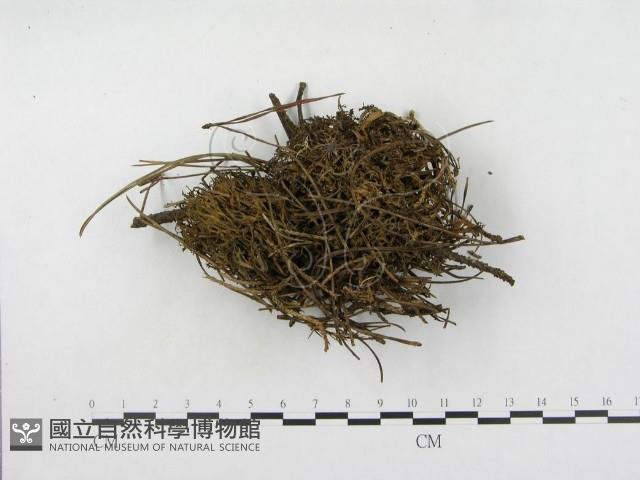 登錄號:F0008504藏品圖，第3張