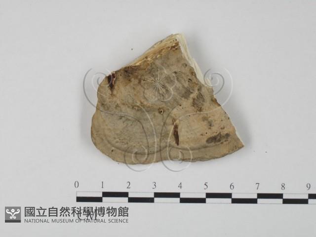 東方栓菌藏品圖，第3張