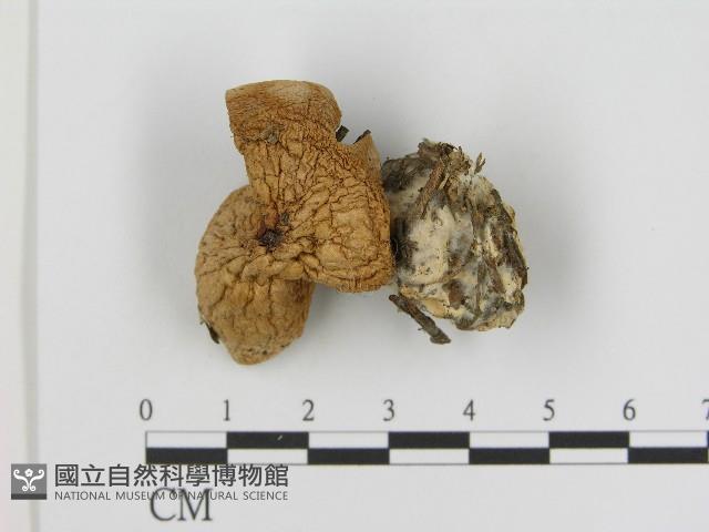 登錄號:F0017104藏品圖，第3張