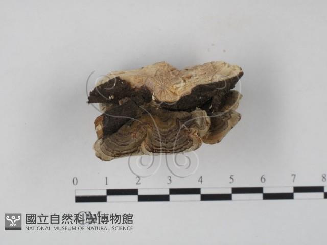 雲芝藏品圖，第3張