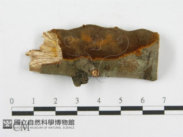 登錄號:F0003104藏品圖，第1張