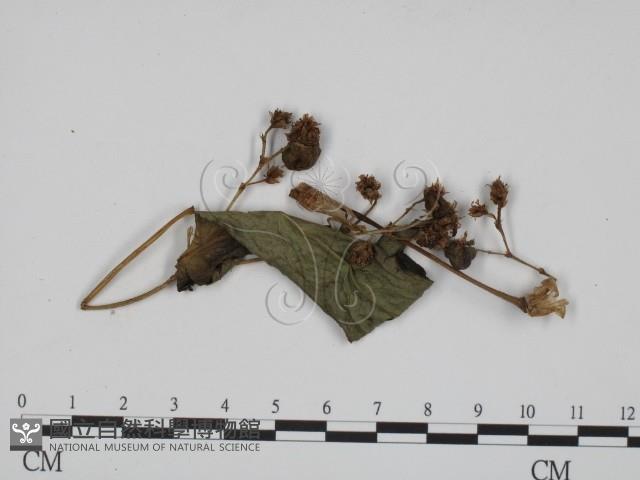 黑粉菌屬藏品圖，第3張