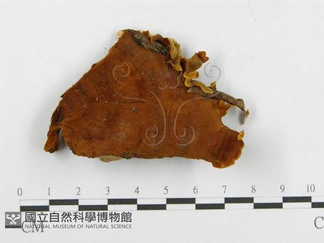 木層孔菌屬藏品圖，第3張