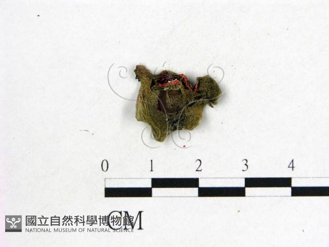 毛木耳藏品圖，第3張