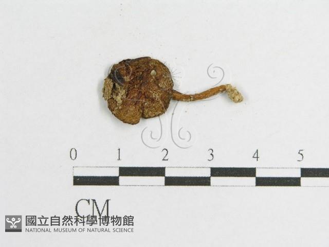 登錄號:F0011004藏品圖，第3張