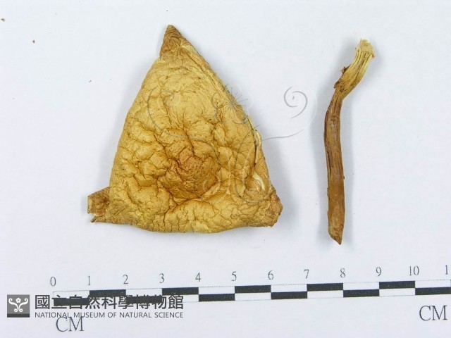 登錄號:F0014004藏品圖，第3張