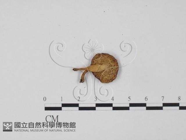 紅菇屬藏品圖，第3張