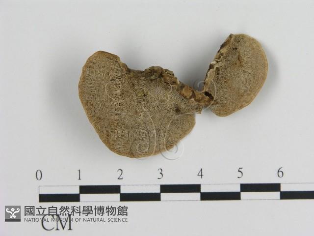 Accession Number:F0009004 Collection Image, Figure 3, Total 3 Figures