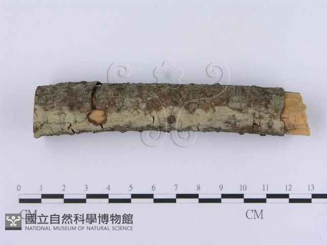 登錄號:F0003004藏品圖，第3張