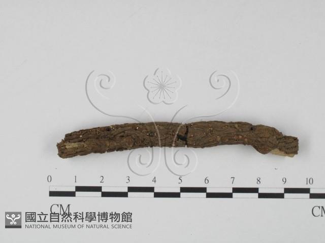 登錄號:F0008304藏品圖，第3張