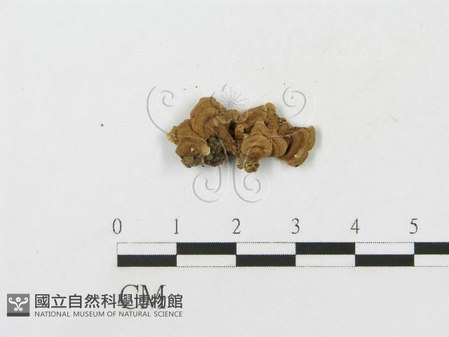 登錄號:F0004304藏品圖，第3張