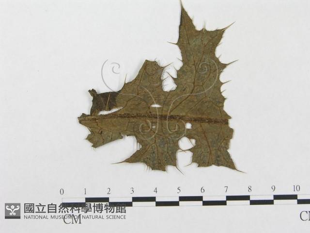 登錄號:F0019304藏品圖，第1張