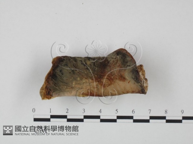 登錄號:F0008114藏品圖，第3張