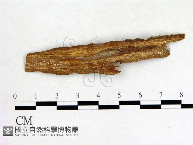 登錄號:F0004114藏品圖，第3張