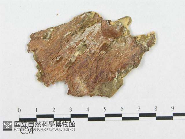 登錄號:F0007114藏品圖，第3張