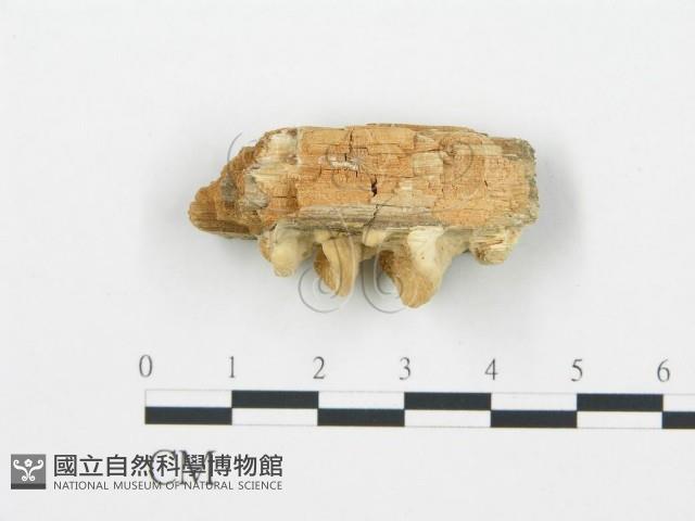 登錄號:F0006014藏品圖，第3張