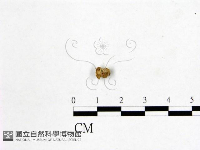 登錄號:F0009014藏品圖，第3張