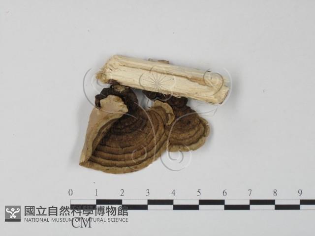 栓菌屬藏品圖，第3張
