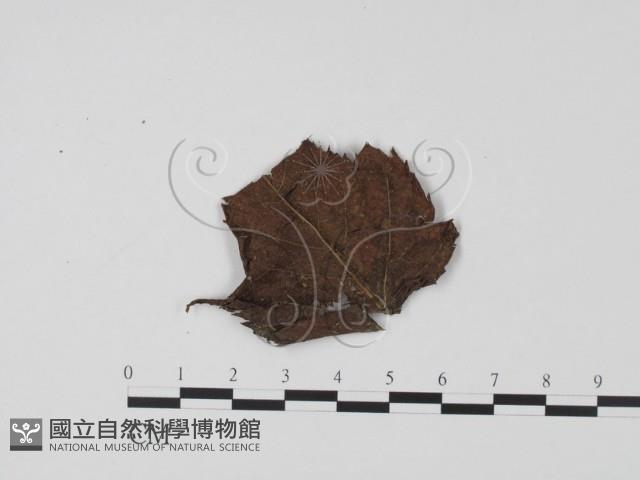 登錄號:F0008314藏品圖，第3張