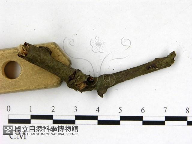 登錄號:F0009314藏品圖，第3張