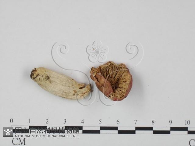 紅菇屬藏品圖，第3張