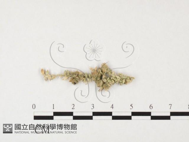 登錄號:F0026294藏品圖，第1張