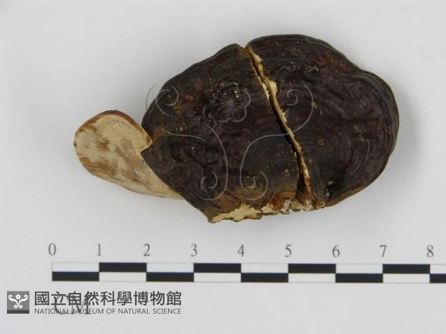 登錄號:F0016294藏品圖，第3張