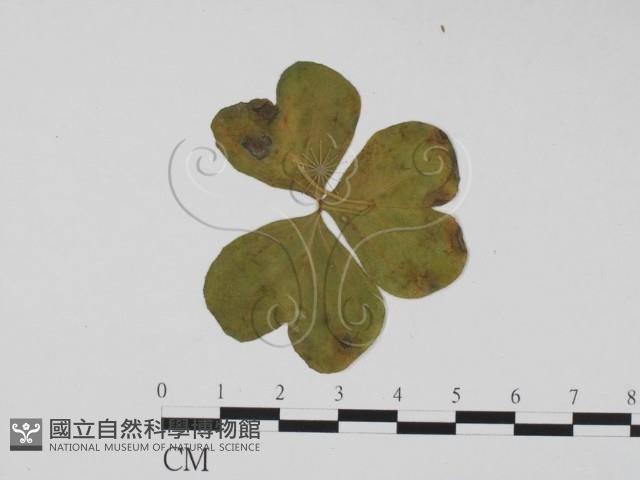 登錄號:F0021294藏品圖，第3張