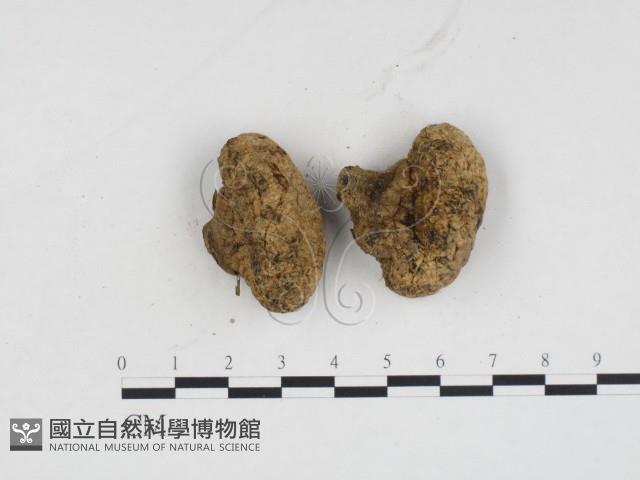 登錄號:F0024294藏品圖，第3張